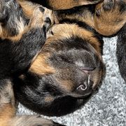 Black and Rust Female 1 - Black and rust female Beauceron puppy in Floyd’s Knobs, Indiana from Birdwing Beaucerons