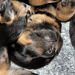 Black and Rust Female 1 - Black and rust female Beauceron puppy in Floyd’s Knobs, Indiana from Birdwing Beaucerons