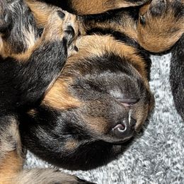 Black and Rust Female 1 - Black and rust female Beauceron puppy in Floyd’s Knobs, Indiana from Birdwing Beaucerons