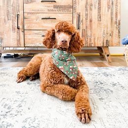 Poodle All Grown Up from Poodles of Pony Express