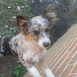 A - Miniature Australian Shepherd