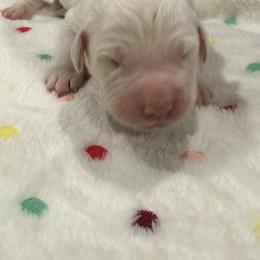 Olive Oil - Light golden female Golden Retriever puppy in Blaine, Washington from Freedom Retrievers