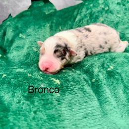 Bronco - Blue merle male Australian Shepherd puppy in Vernal, Utah from Dancing M Kennels