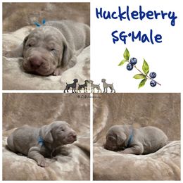 Huckleberry - Silver gray male Weimaraner puppy in Ferrum, Virginia from LAAT Weims
