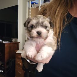 Boy 1 - Gold male Havanese puppy in Melba, Idaho from Lawson Havanese