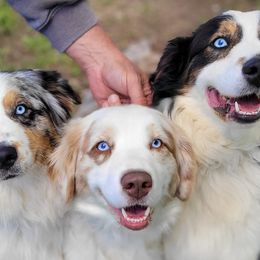 Australian Shepherds from Painted Pony Aussies