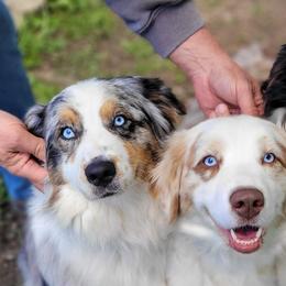 Australian Shepherds from Painted Pony Aussies