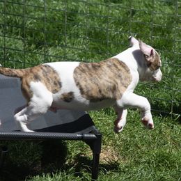 American Bulldog Puppies from Ferocia Kennels