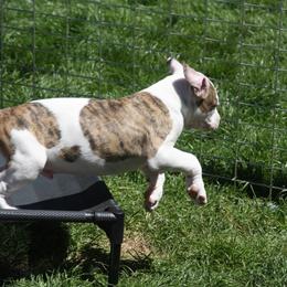 American Bulldog Puppies from Ferocia Kennels