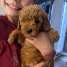 Boy deposit number 4 - Red  male Goldendoodle puppy in Cedar Springs, Michigan from Pecks Oodle Doodles