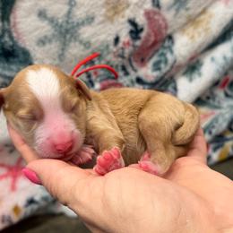 PIBB - Red  male Goldendoodle puppy in Macon County, North Carolina from Mountain Doodles