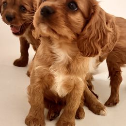 Cavalier King Charles Spaniel Puppies from Sweet Southern Cavaliers