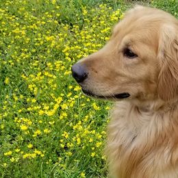 Golden Retrievers from Hi-D-Ho Dog Training