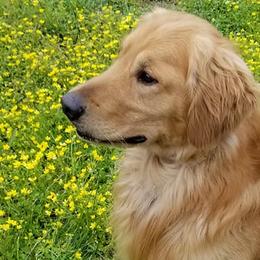 Golden Retrievers from Hi-D-Ho Dog Training