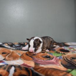 Male 2 - Brindle and white male Miniature Bull Terrier puppy in Fontana, California from JLB Beagles & MBT