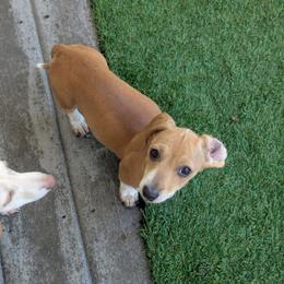 1 - Thunder Storm aka Storm - Cream female Dachshund puppy in Central Point, Oregon from MRS Long Dog Ranch