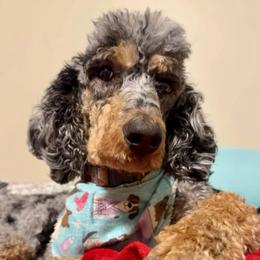 Sage - Poodle