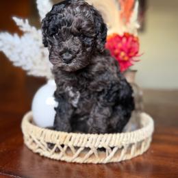 Onyx - Merle male Goldendoodle puppy in Waterford, California from Alvdoodles