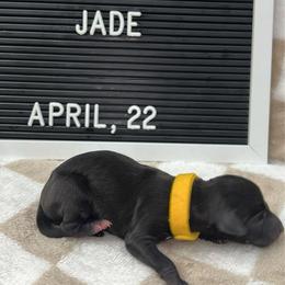 Jade - Seal female Italian Greyhound puppy in Fredonia, Arizona from Black Hill Italian Greyhounds