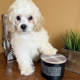 Louie - Cream male Cockapoo puppy in Ocoee, Florida from Puppie Poos 4 U