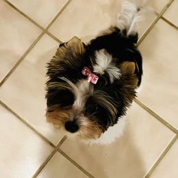 Biewer Terrier Puppies from Southern Star Biewers