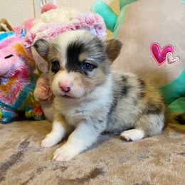 American Corgi and Pembroke Welsh Corgi Puppies from Swezey Pembroke Welsh Corgis
