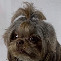 Tinker - Shih Tzu