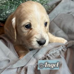 Angel - Cream female Dachshund puppy in Meadville, Pennsylvania from Four Seasons Dachshunds