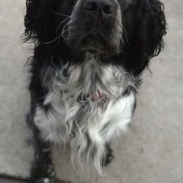 English Springer Spaniel Puppies from Kaveman Springer Spaniels
