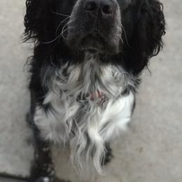 English Springer Spaniel Puppies from Kaveman Springer Spaniels