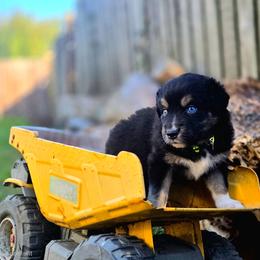 Chucky - Black tri-color male Australian Shepherd puppy in Salem, Oregon from Steady Aim Aussies