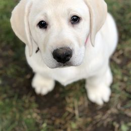Labrador Retriever Puppies from Saddle Creek West