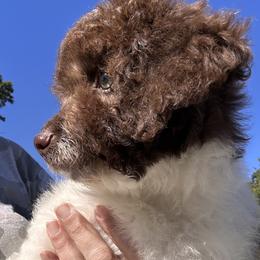 Sydney - Brown and white female Bernedoodle puppy in East Islip, New York from Bernadoodles of long Island