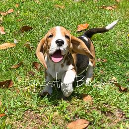 Beagle and German Shepherd Puppies from Synastry Beagles