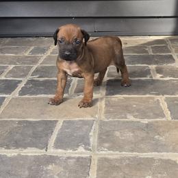 Charger - Rd whtn blk nose male Rhodesian Ridgeback puppy in Gaffney, South Carolina from Circle D Farms