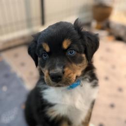 Iris - Black tri-color female Australian Shepherd puppy in Clover, South Carolina from Jo’s Aussies