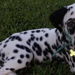 Dalmatians from Shelbys Pawsome Dalmatians