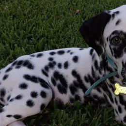 Dalmatians from Shelbys Pawsome Dalmatians
