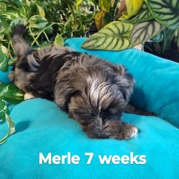 Merle Boy - Merle male Yorkipoo puppy in Renton, Washington from Junes Maltipoos