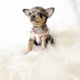 Spice - Merle female Chihuahua puppy in Sacramento, California from Honey Bee Chihuahua’s