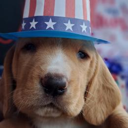 Basset Hound and Beagle Puppies from Orange Mountain Basset Hounds & Beagles