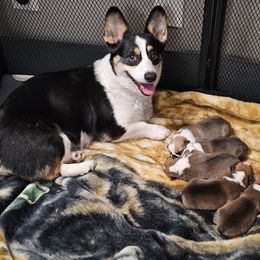 Pembroke Welsh Corgi and Saint Bernard Puppies from Middle Georgia Saints and Corgis