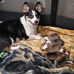 Pembroke Welsh Corgi and Saint Bernard Puppies from Middle Georgia Saints and Corgis