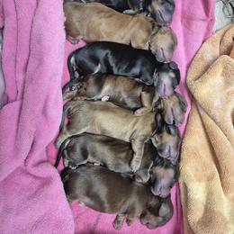 Dachshund puppies from CLARK'S BREEDING PROGRAM