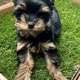 Yorkshire Terriers from Superstar Yorkies