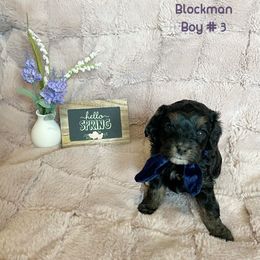 Cavapoo Puppies from Parke Cavapoo’s