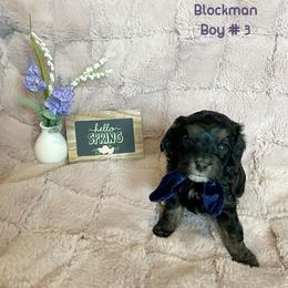 Cavapoo Puppies from Parke Cavapoo’s