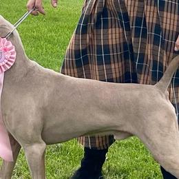Weimaraners from Whispering Weimaraners