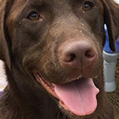Labrador Retrievers from Chilbrook Kennels LLC