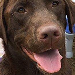 Labrador Retrievers from Chilbrook Kennels LLC